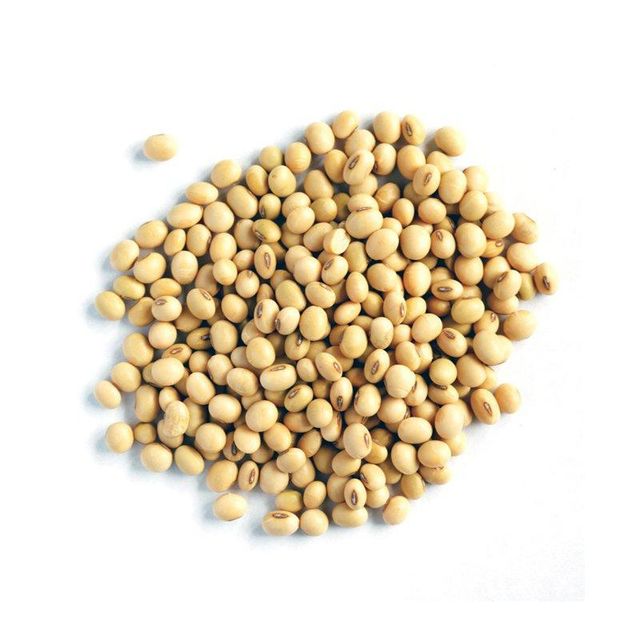 Premium Soybean Seeds