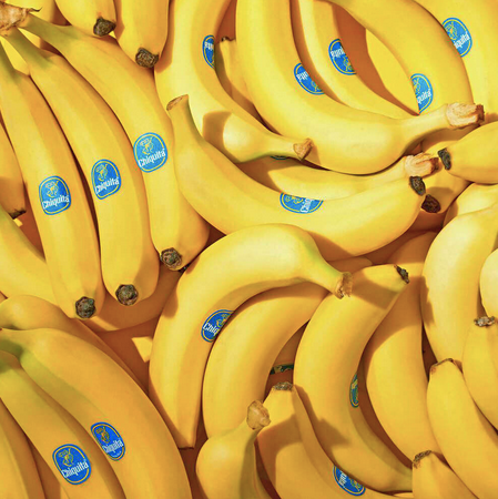 Fresh Green Cavendish Banana