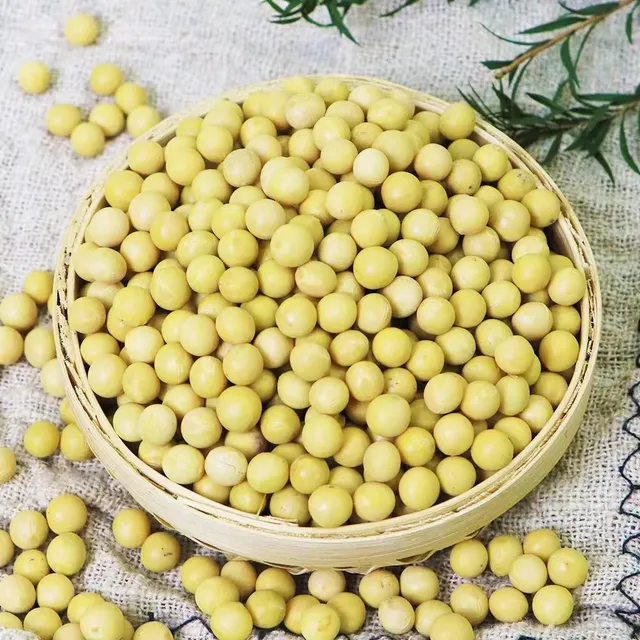 Soybean Seeds Harvested and Cleaned