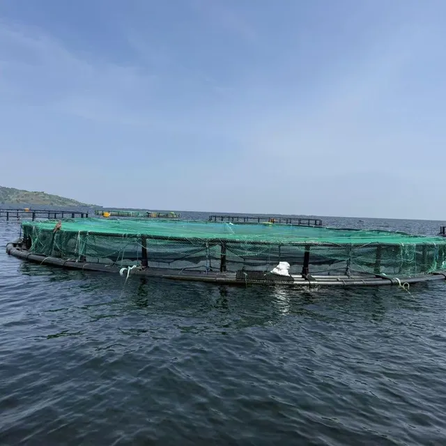 Aerial view of floating fish cages in aquaculture farm