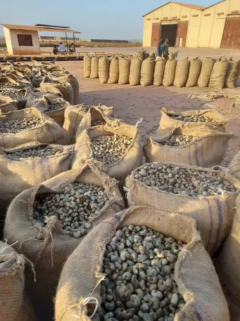 Raw Pistachio