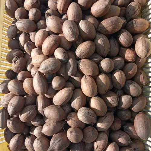 Pecan Nuts Image 3