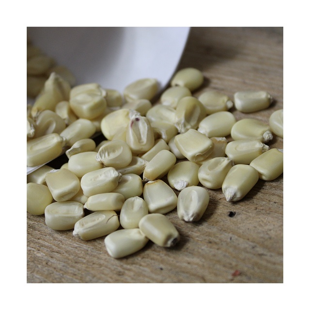 White corn grain
