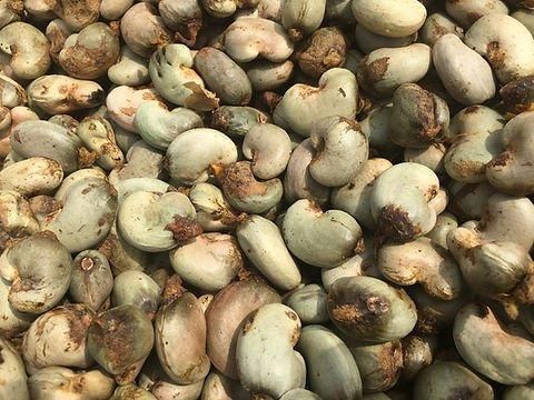 Raw Cashew Nuts Image 4