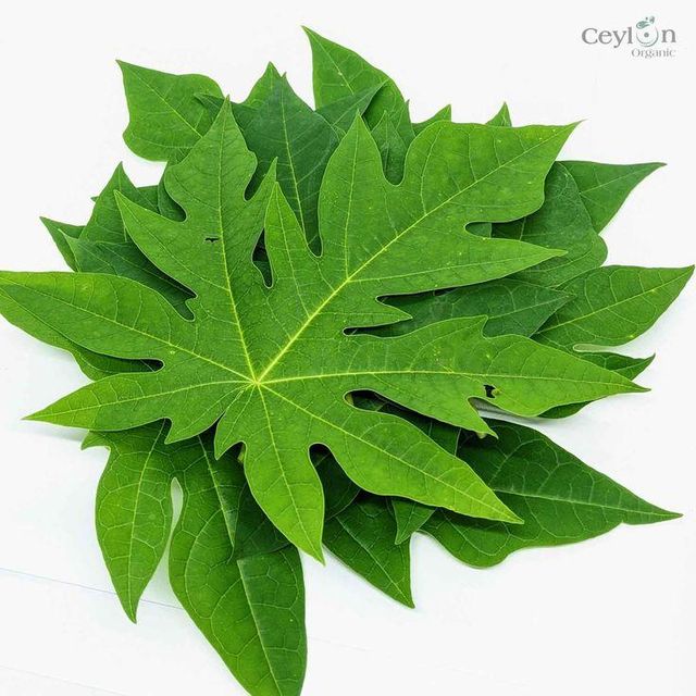 Dried Leaf for Aquarium