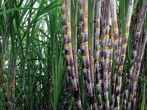 Fresh frozen sugarcane stalks packed for export