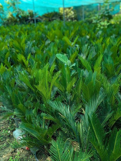 Sago Palm Showing Lush Green Fronds - Image 5