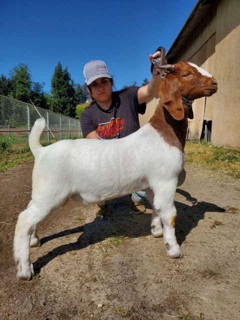Fresh cut of Boer goat meat