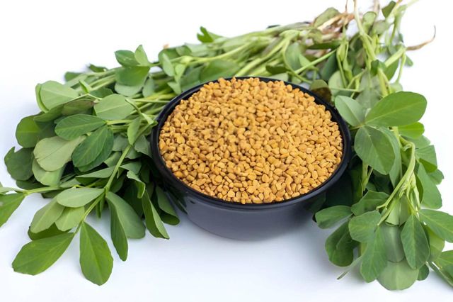 High Quality Fenugreek Seeds
