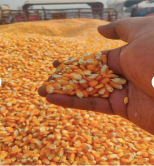 Fresh Dried Maize
