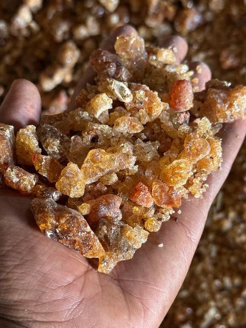 Gum Arabic - Acacia Seyal closeup