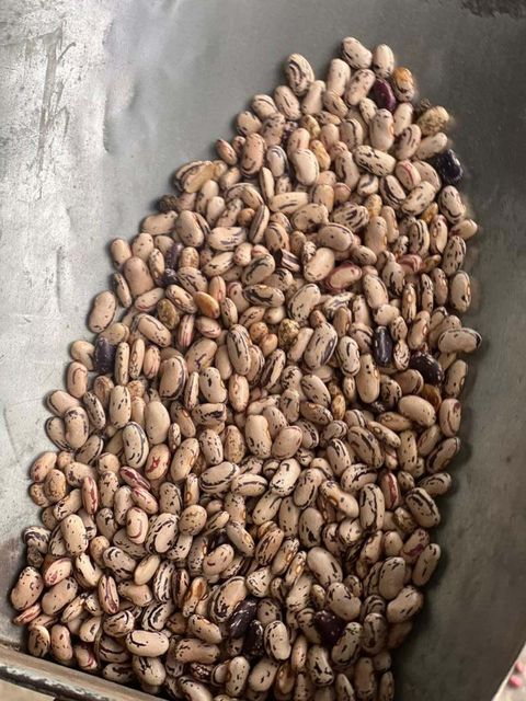 Light Speckled Kidney Beans