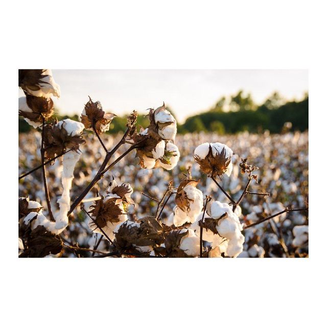 Cotton Seed