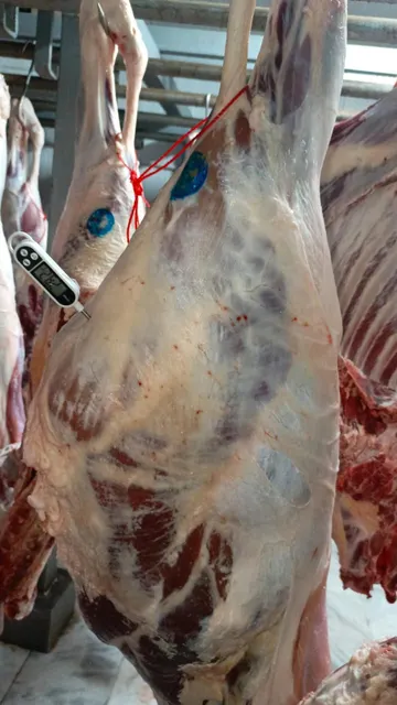 Fresh Chilled Bull Beef Packaging