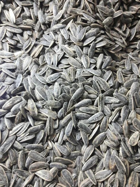 Roasted sunflower seed close-up