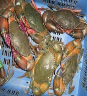 Frozen King Crab in Packaging