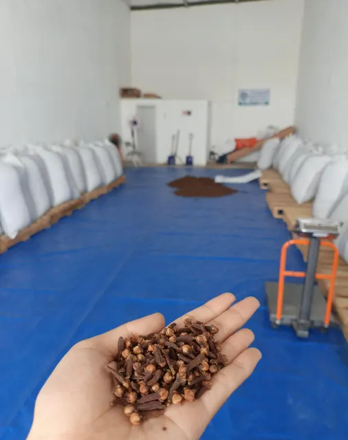 Heap of dry cloves Lalpari Indonesia