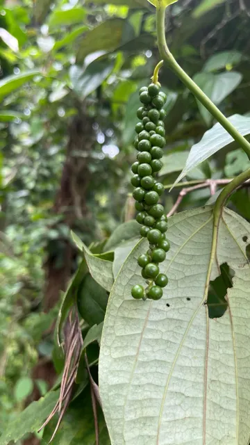 Black pepper used in cooking
