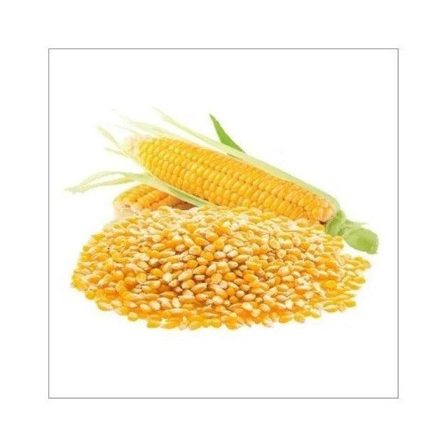 Premium Yellow Maize Image 3