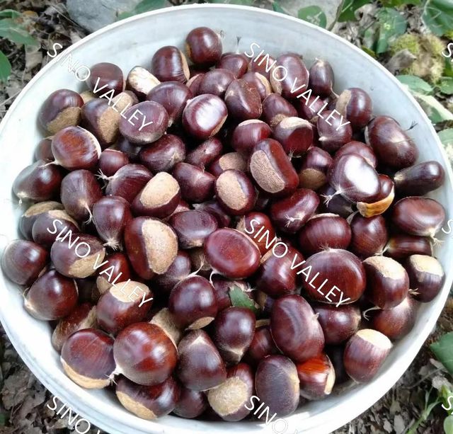 China Taishan Chestnut