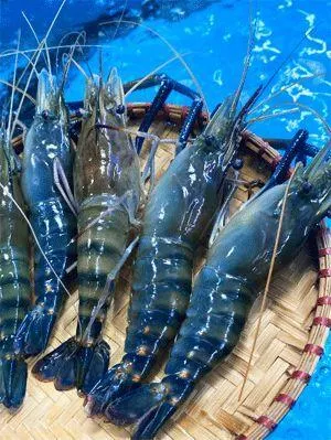 Frozen Whole Lobster
