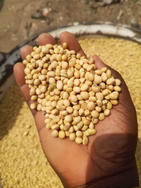 Soya Bean Product