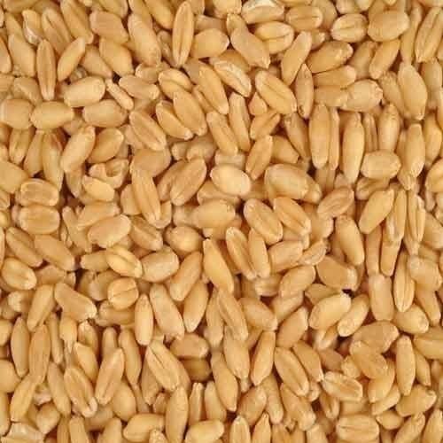 Hard Wheat Grains Image 4