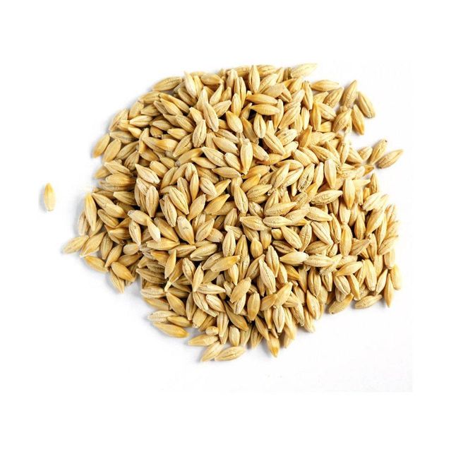 Barley Grain 2