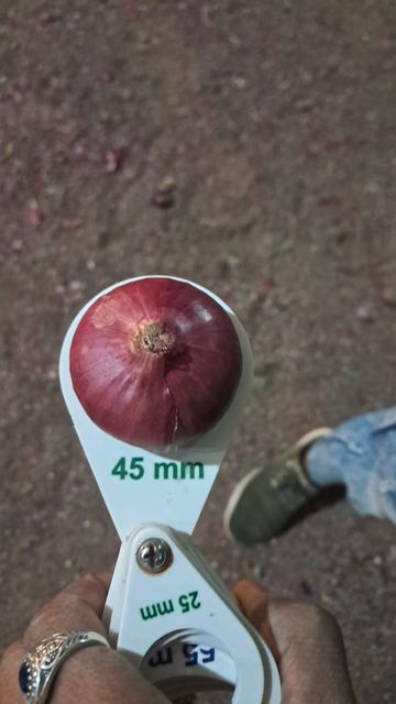 Fresh Nasik Indian Onions