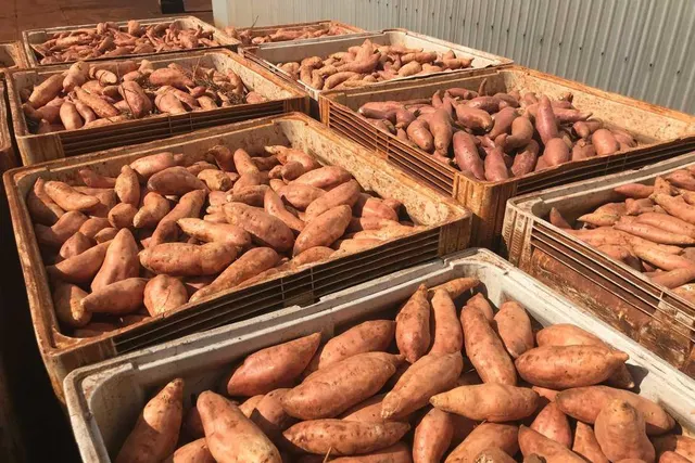 Fresh Potatoes Product Image 1