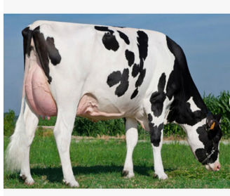 Healthy Pregnant Holstein Heifer