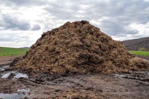 Cow Dung Manure Image 1