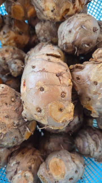 Javanese Turmeric in Packaging