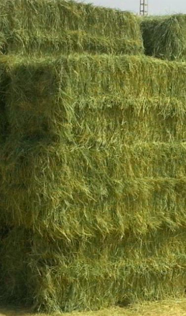 Rhode Grass