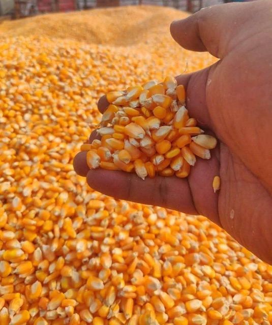 Non-GMO Corn for Consumption
