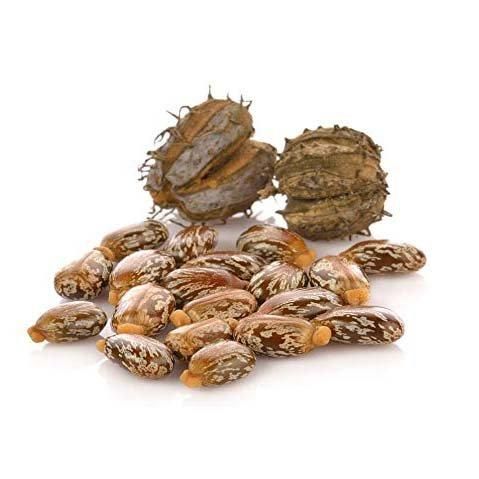 Castor Seed - Export-Ready Packaging