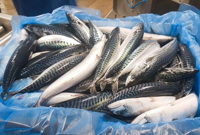 Frozen Mackerel Fish 3