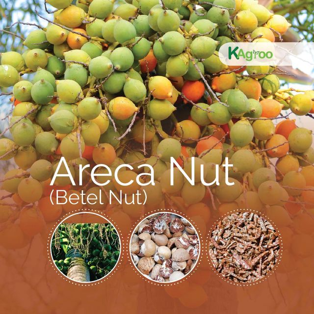 Betel Nut Product Image 4