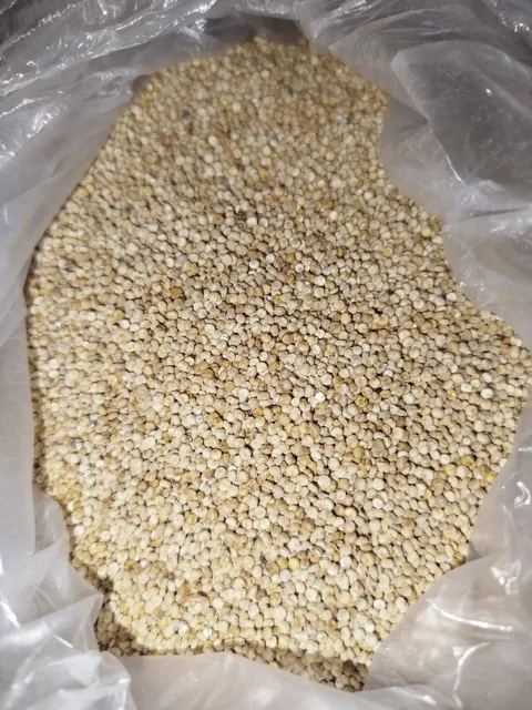 Close-up of unwashed quinoa seeds