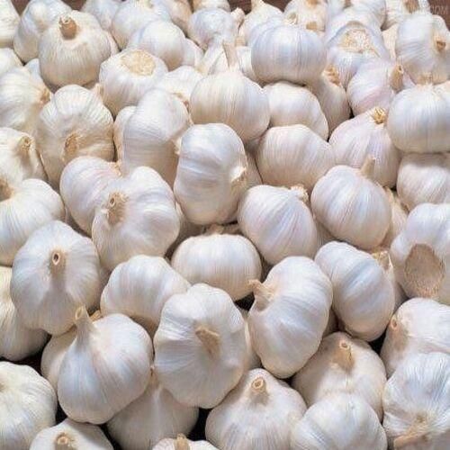 Garlic Image 2