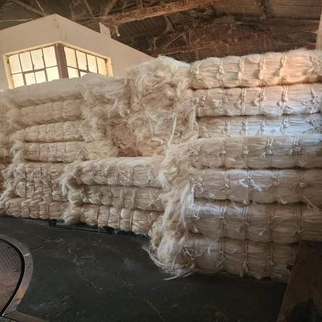 Raw Sisal Fiber Image 5