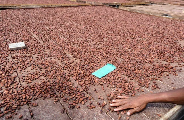 Heap of raw cocoa beans on display