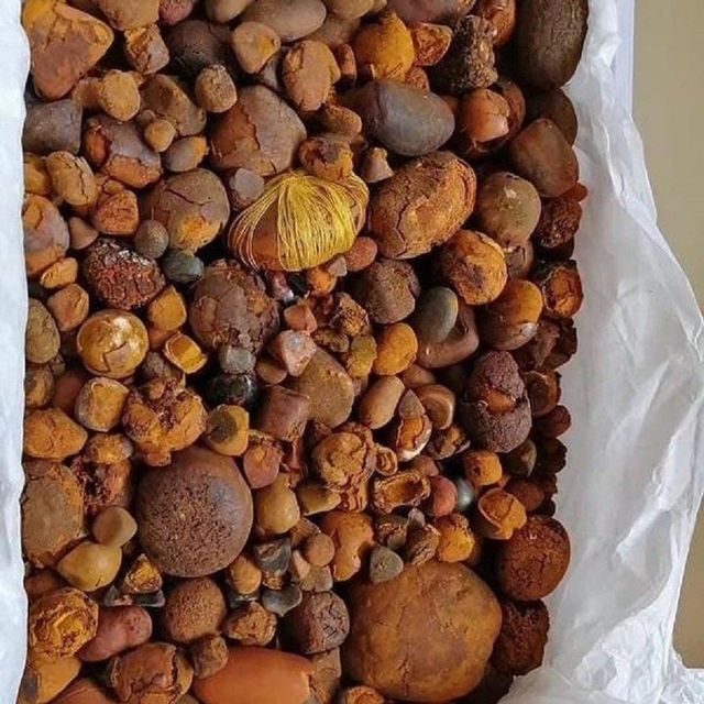 Ox Gallstone Product