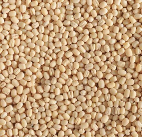 White Lentils Image 2