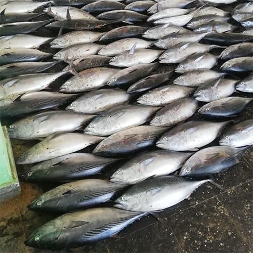 Fresh Tuna