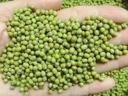 Green Mung Beans 1