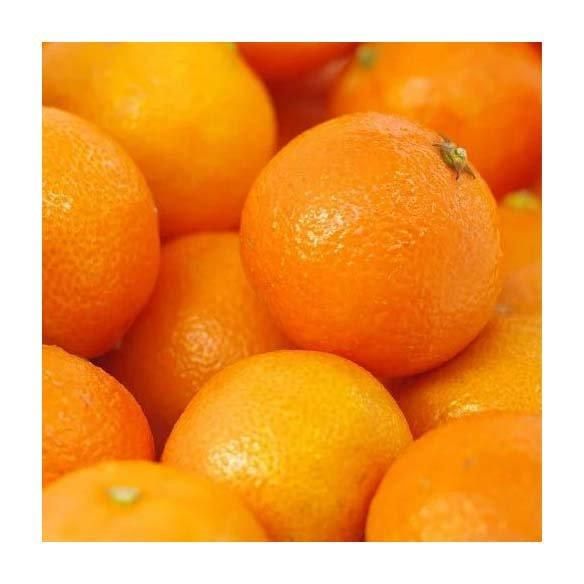 Valencia Oranges