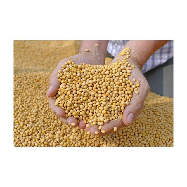Organic Soybean Batch