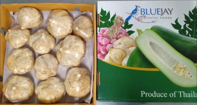 Yam Bean Image 2