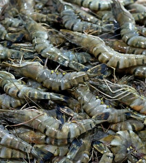 Fresh Tiger Prawn